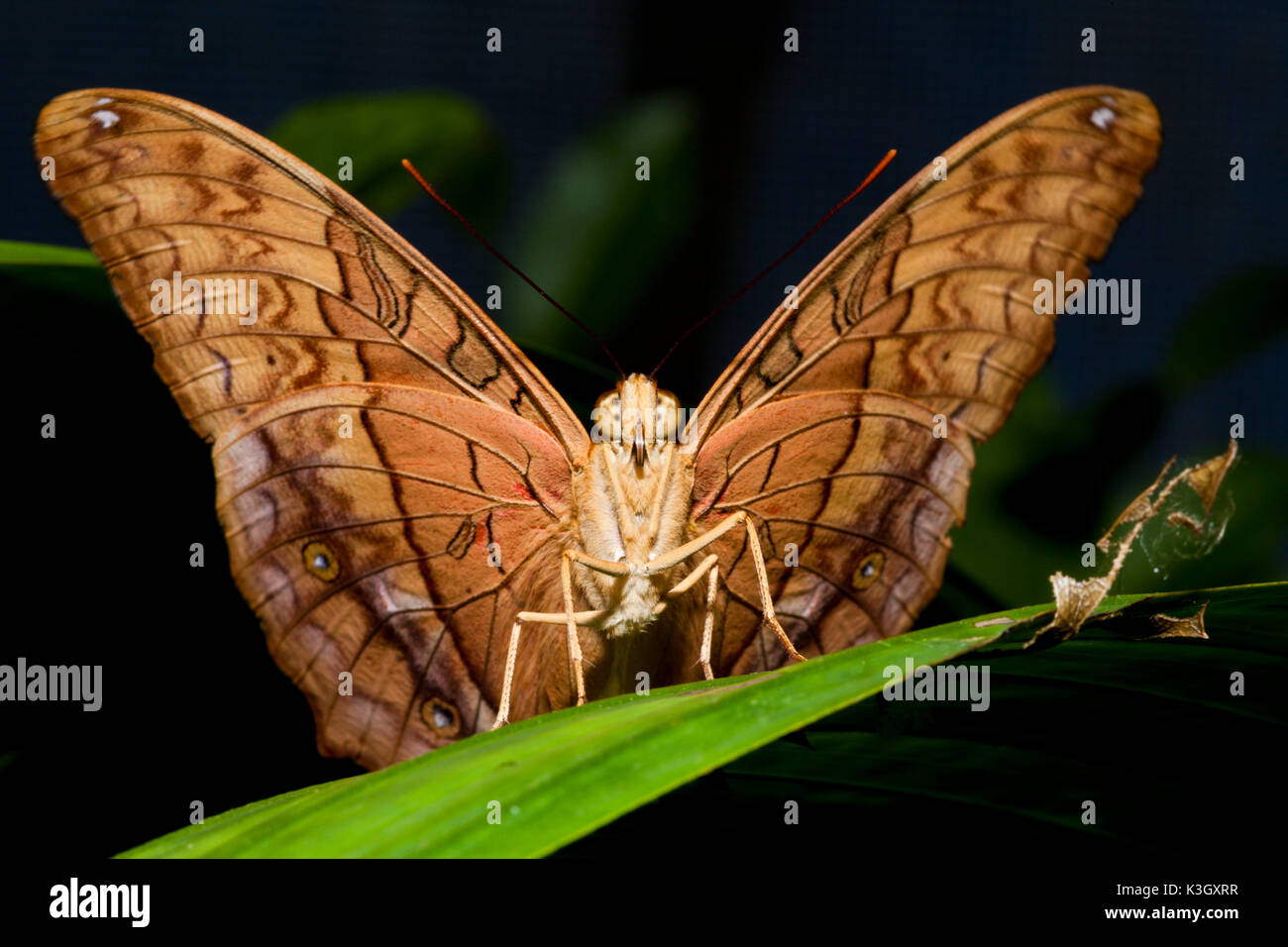 L incrociatore Butterfly, Vidula arsinoe, Queensland, Australia Foto Stock