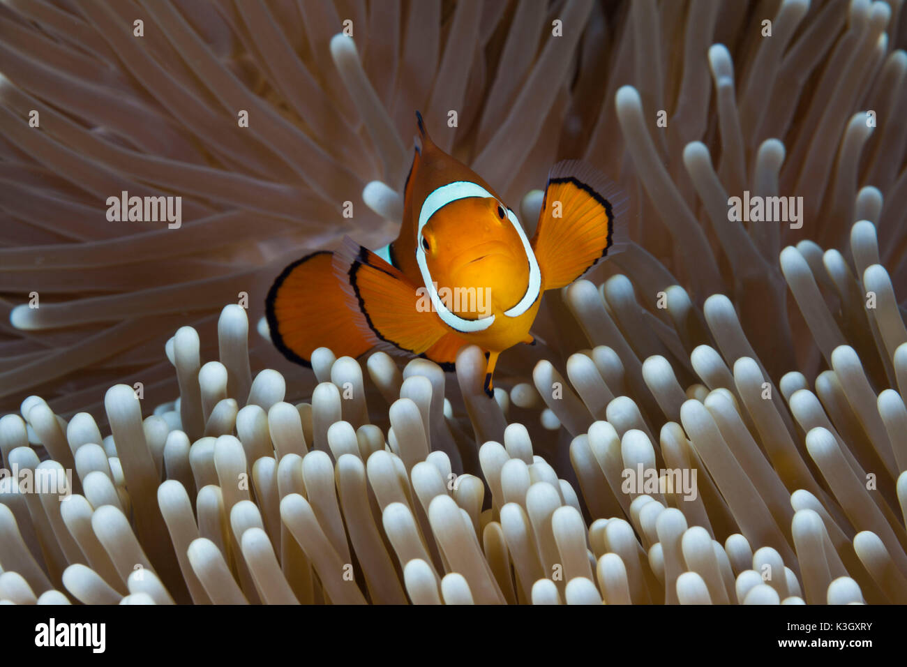 Clown Anemonefish, Amphiprion percula, della Grande Barriera Corallina, Australia Foto Stock