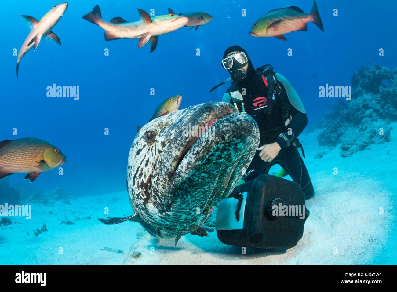 Potato Cod alimentazione, Epinephelus tukula, foro di merluzzo, della Grande Barriera Corallina, Australia Foto Stock