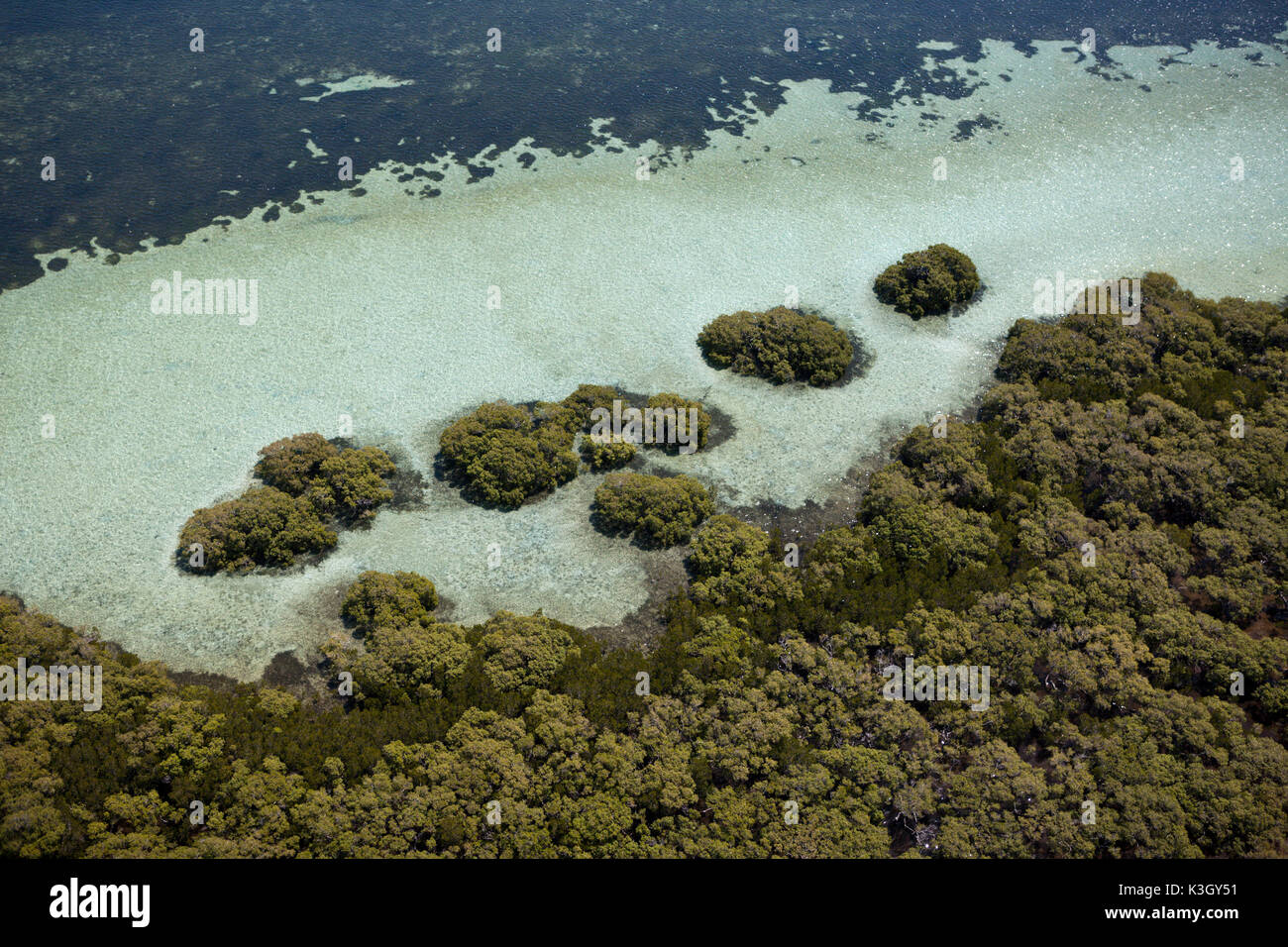 Mangrovie a Stradbroke Island, Moreton Bay, Brisbane, Australia Foto Stock