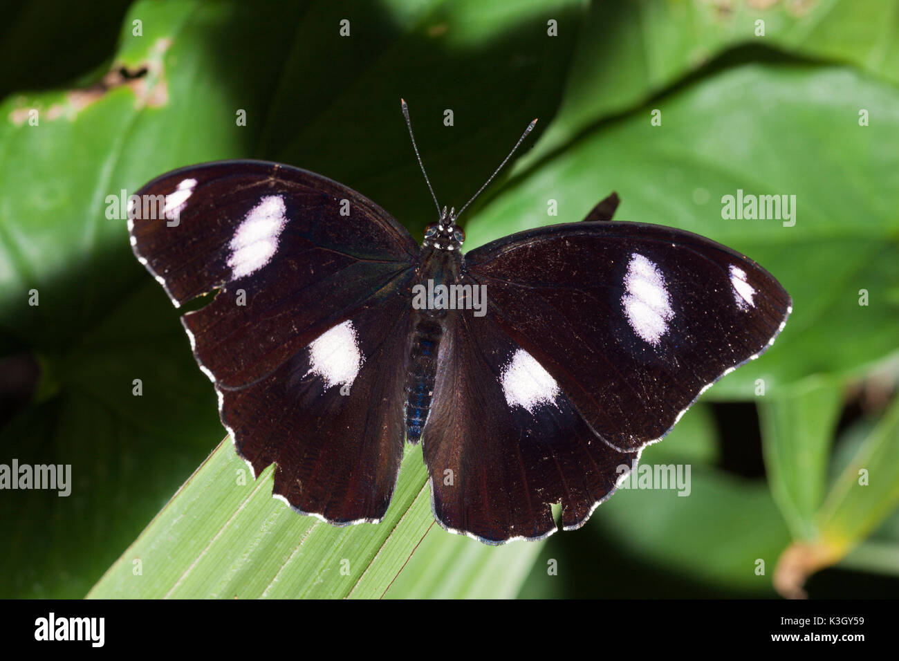 Maschio Eggfly comune Butterfly, Hypolimnas bolina, Queensland, Australia Foto Stock