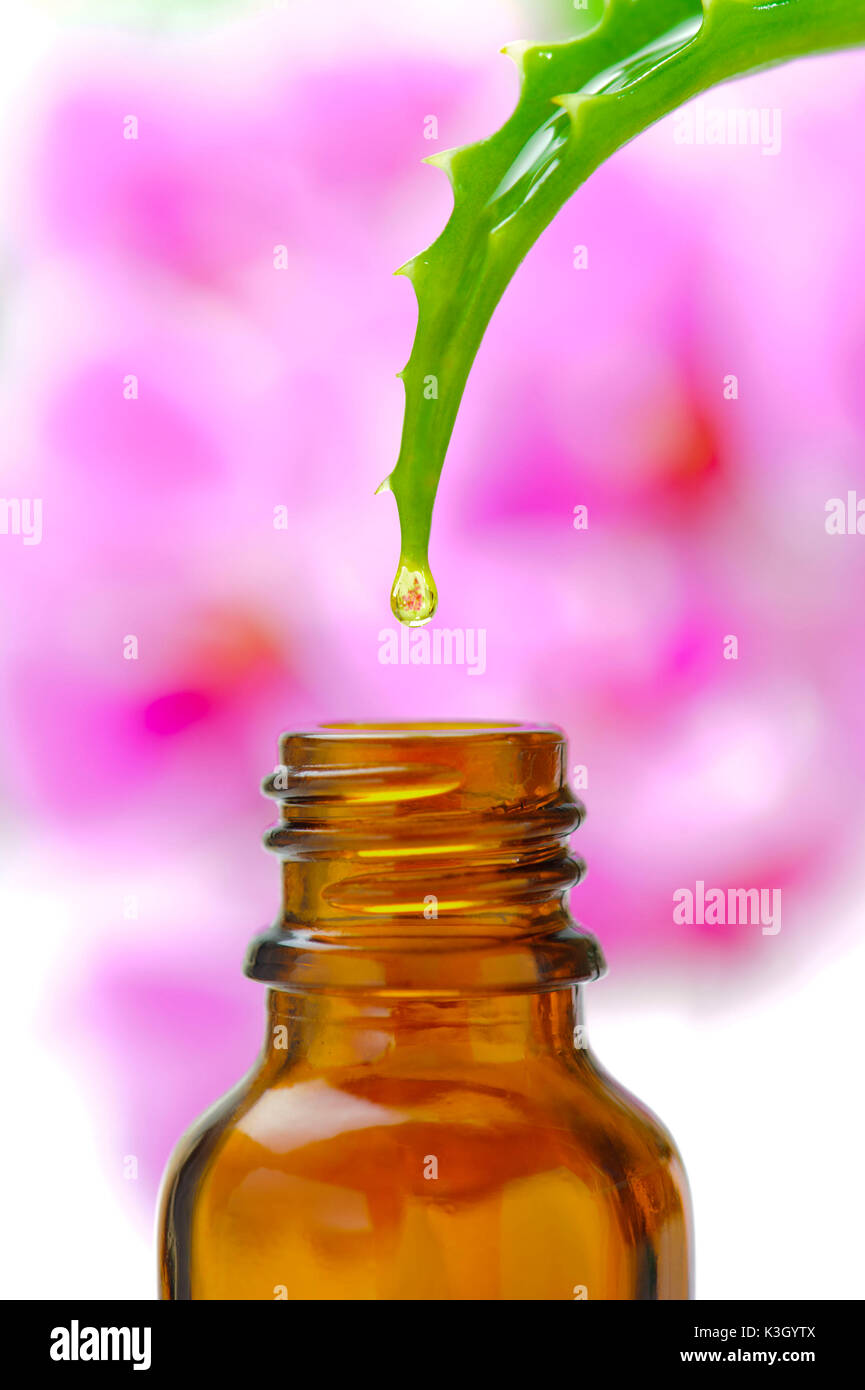 Aloe Vera come una medicina alternativa Foto Stock
