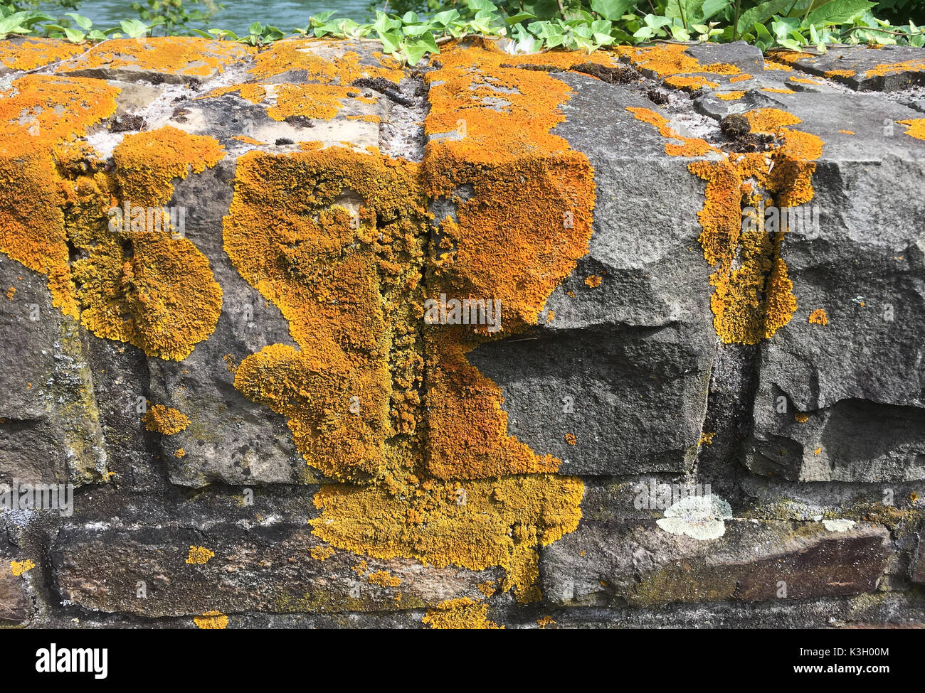 Xanthoria parietina, marittimo sunburst lichen, su una parete Foto Stock