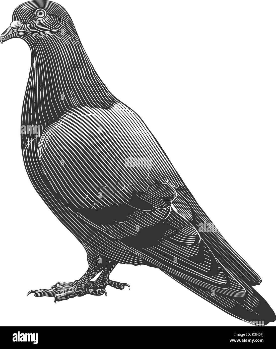 Illustrazione Vettoriale di colomba nel vintage stile di incisione su sfondo trasparente Illustrazione Vettoriale