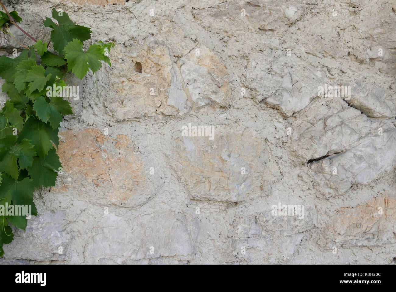 Vite si muove su un muro di una casa in pietra naturale, Foto Stock