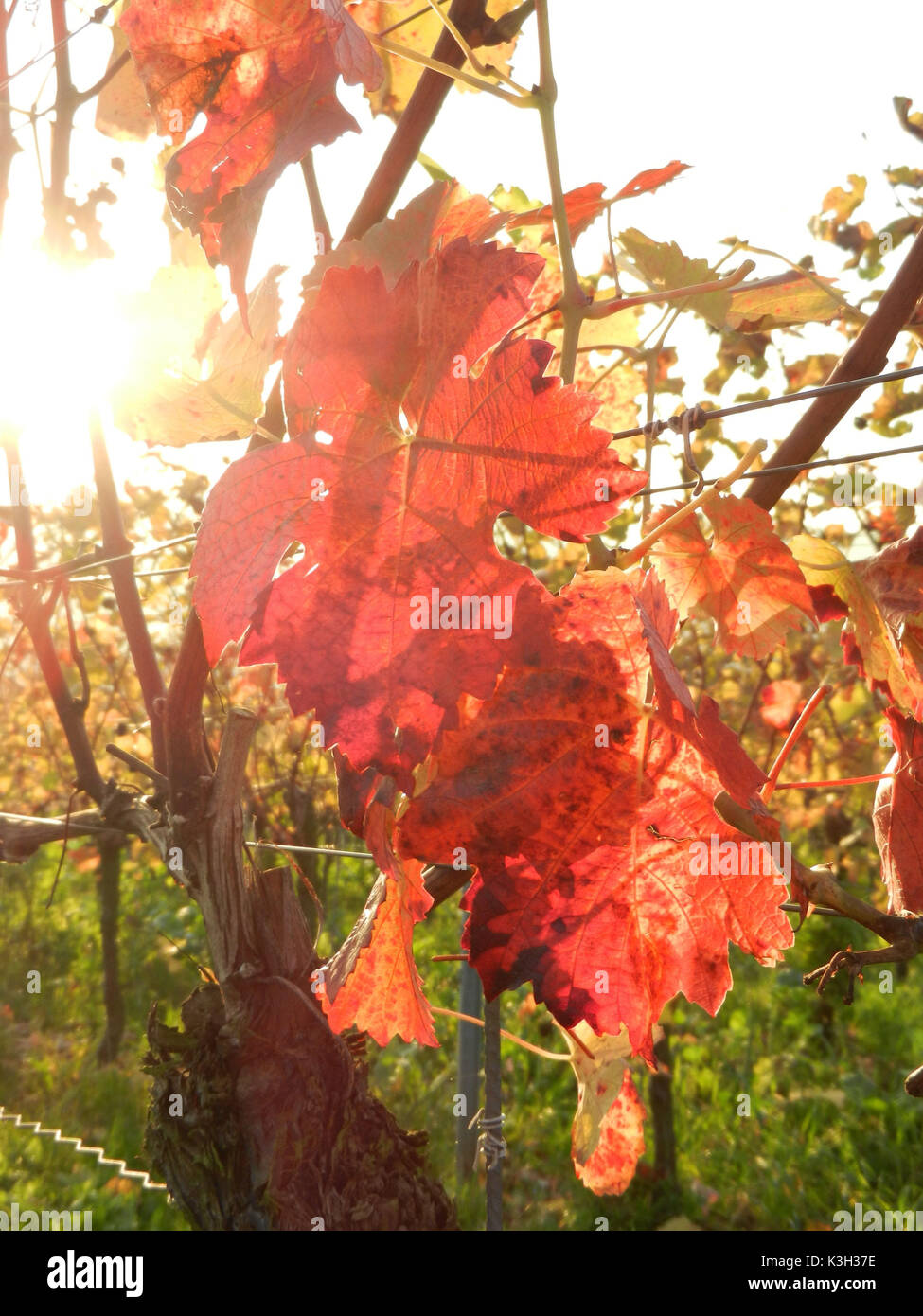 Autumnally luminoso rosso vino, foglie di vite, bassa Franconia, sole di sera, luce posteriore, Foto Stock