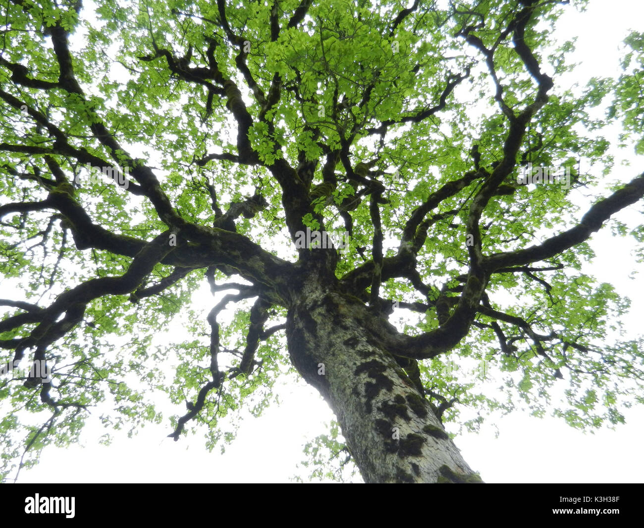 Tree Top di acero, Engboden, Karwendel, Foto Stock