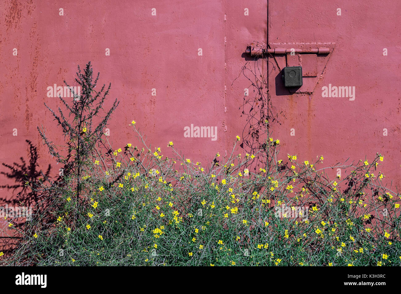 Scienze naturali, fiori ed erba vicino al vecchio muro colorato Foto Stock
