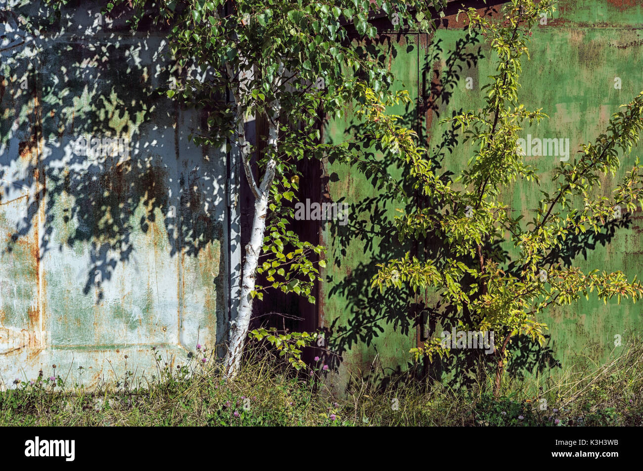 Scienze naturali, Betulla crescente vicino al vecchio muro Foto Stock