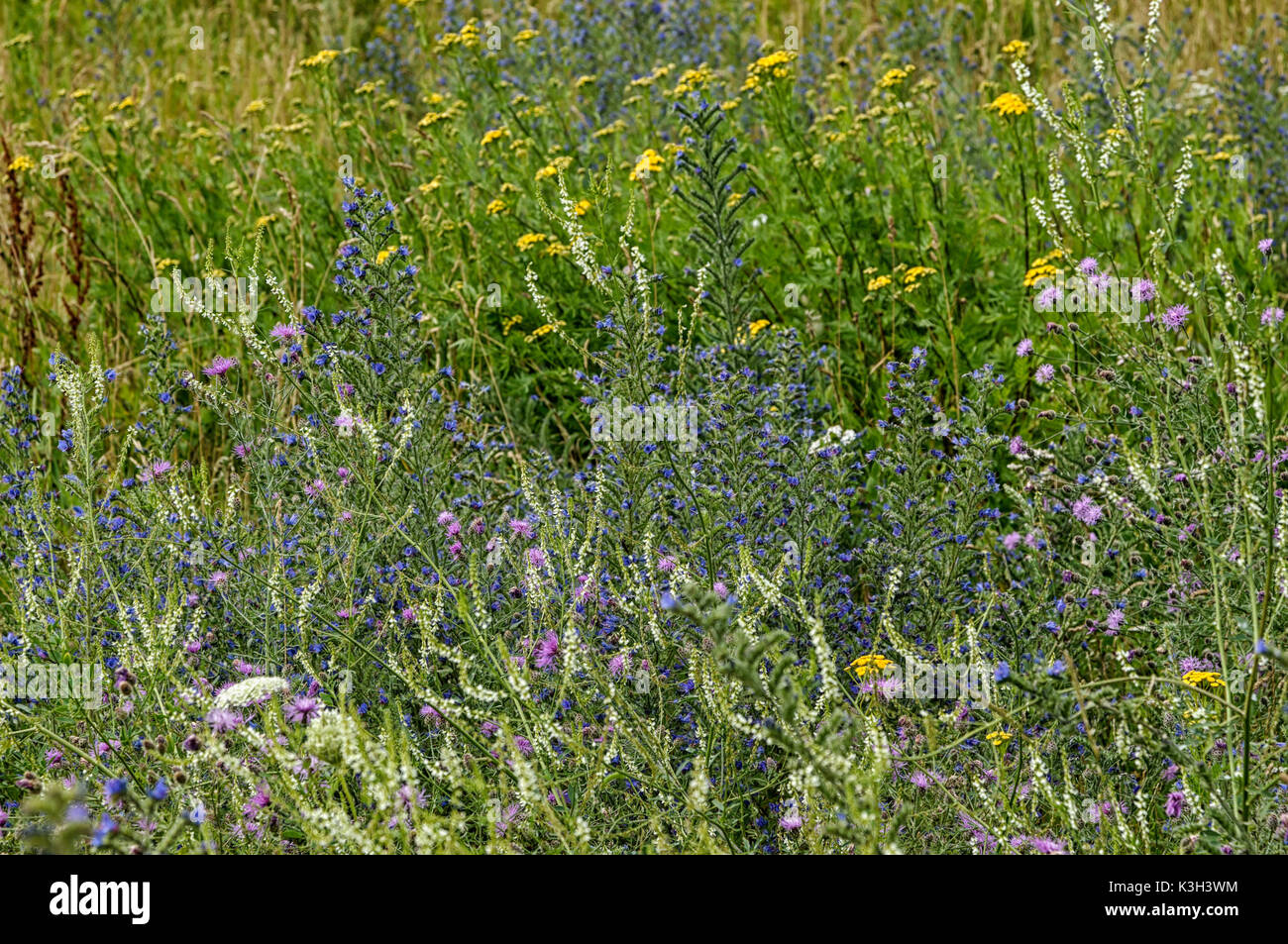 Le scienze naturali, la fioritura del campo estivo Foto Stock