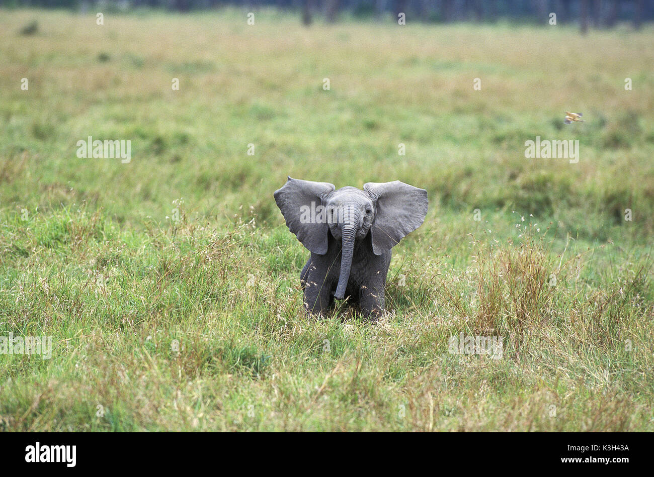 Elefante africano Loxodonta africana, vitello Masai Mara Park in Kenya Foto Stock