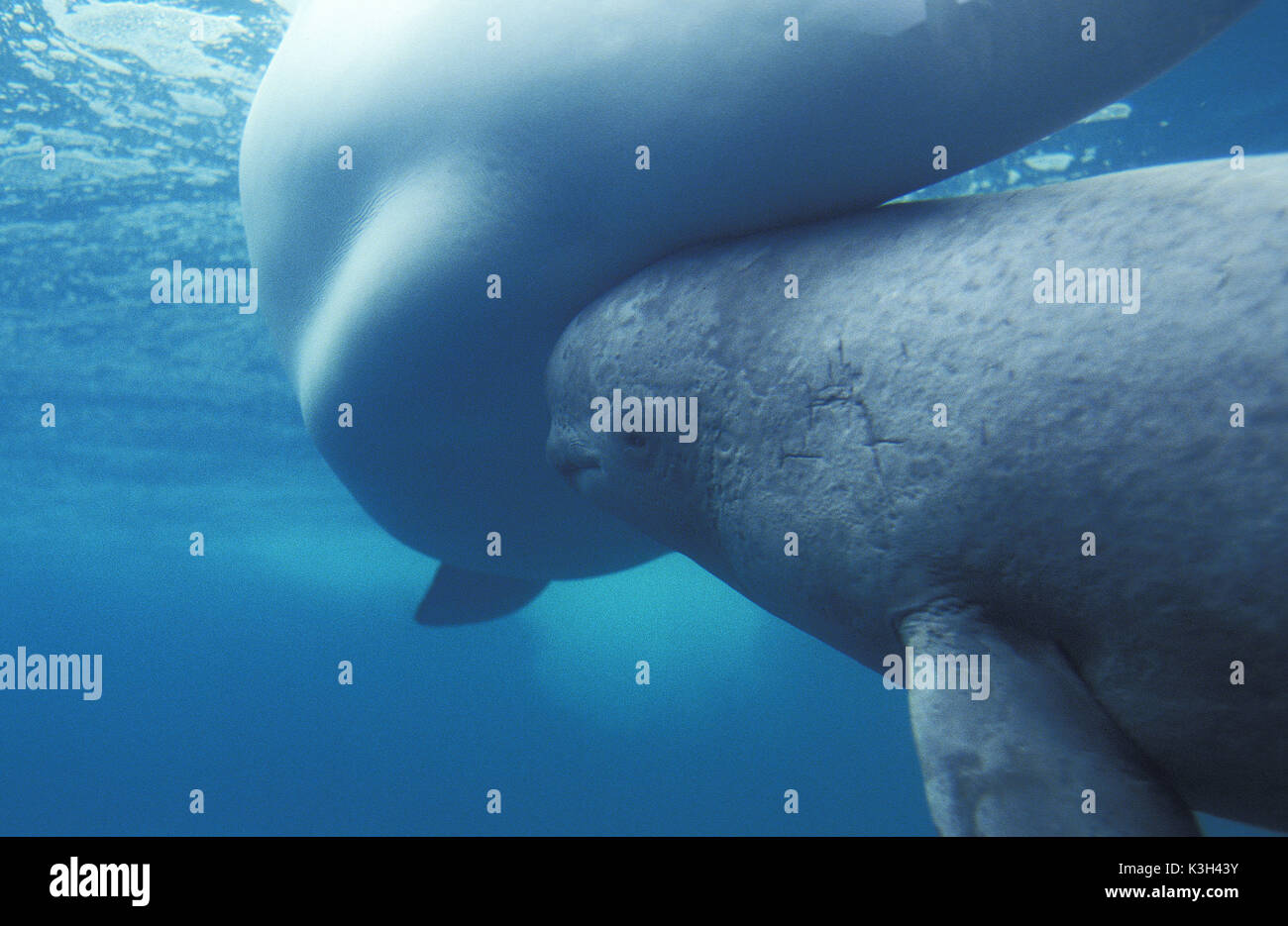 Balene Beluga o balena bianca, delphinapterus leucas, Madre e vitello Foto Stock