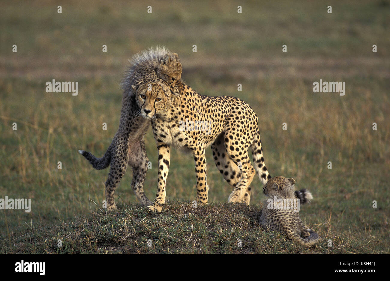Cheetah, Acinonyx jubatus, Madre e Cub giocando, Masai Mara Park in Kenya Foto Stock
