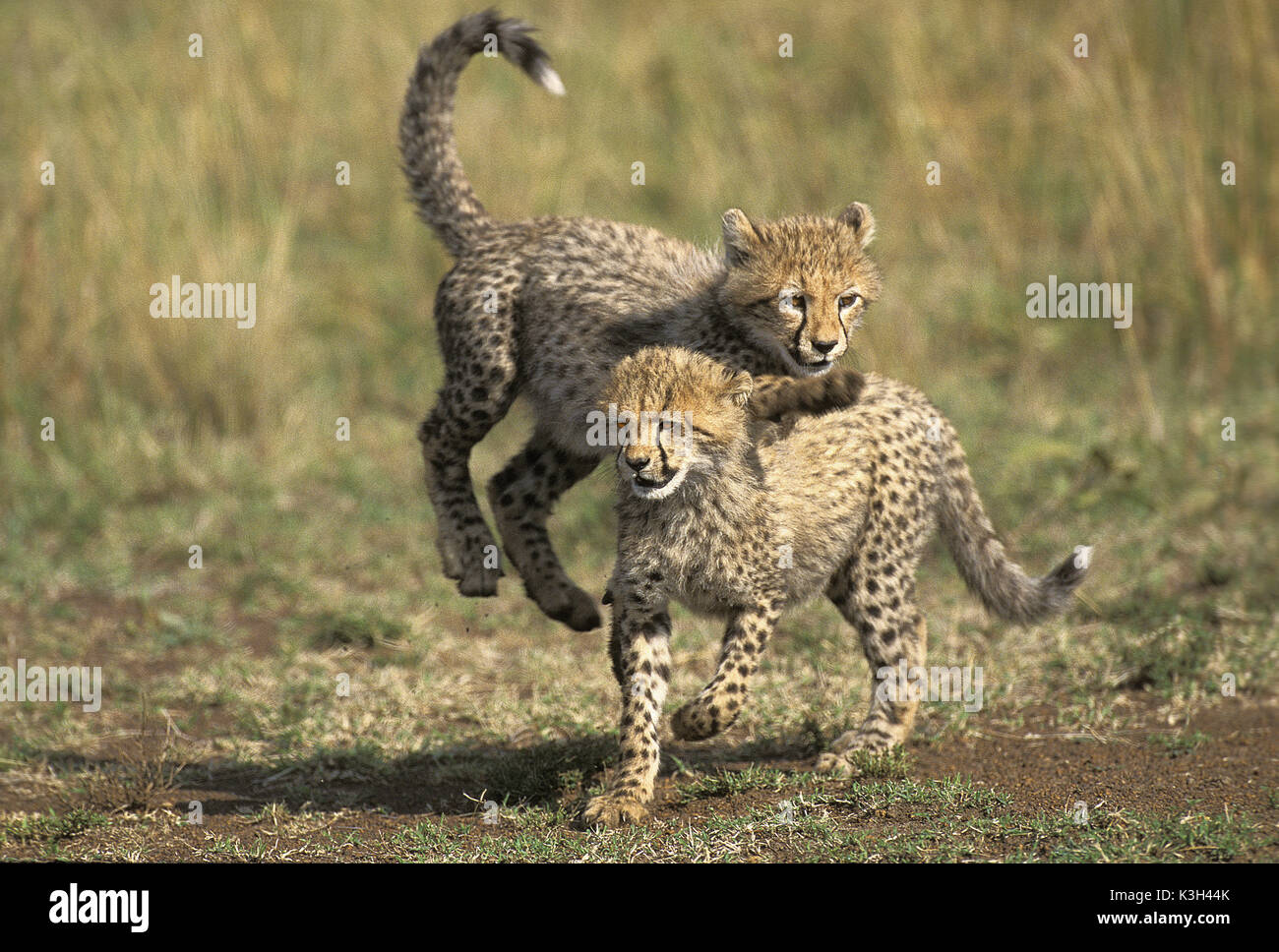 Cheetah, Acinonyx jubatus, Cub giocando, Masai Mara Park in Kenya Foto Stock