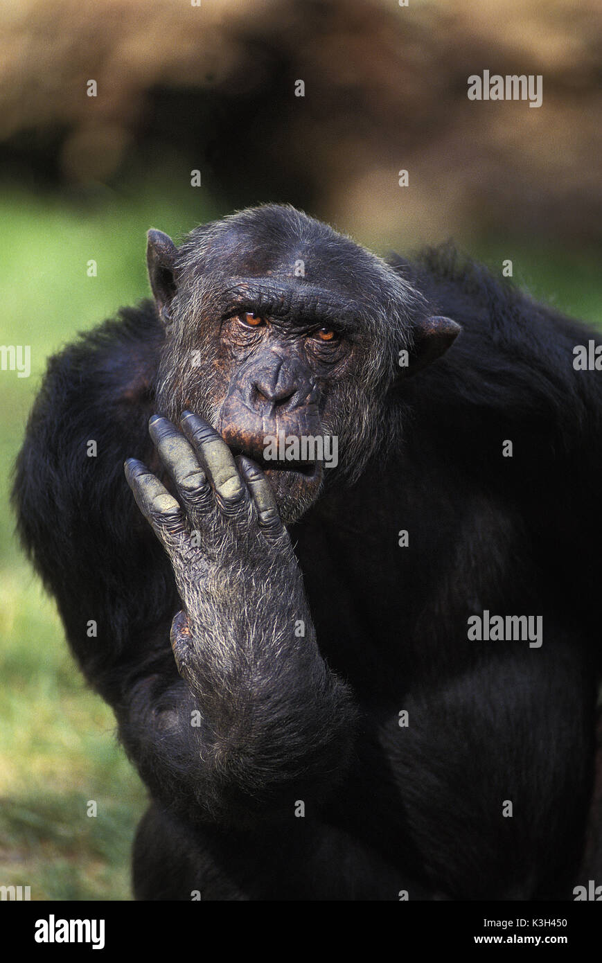 Scimpanzé, Pan troglodytes, Funny Face Foto Stock