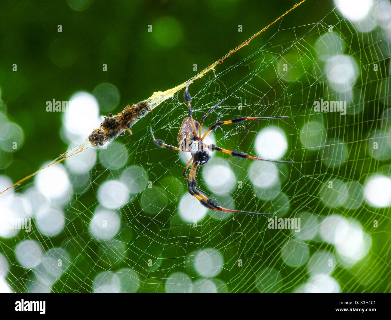 Seta dorata Spider, Nephila clavipes, web Foto Stock