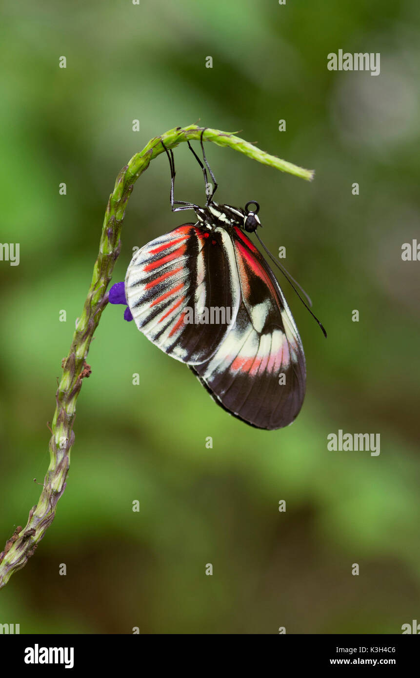 Tasto di pianoforte Butterfly, Heliconius melpomene :, Foto Stock