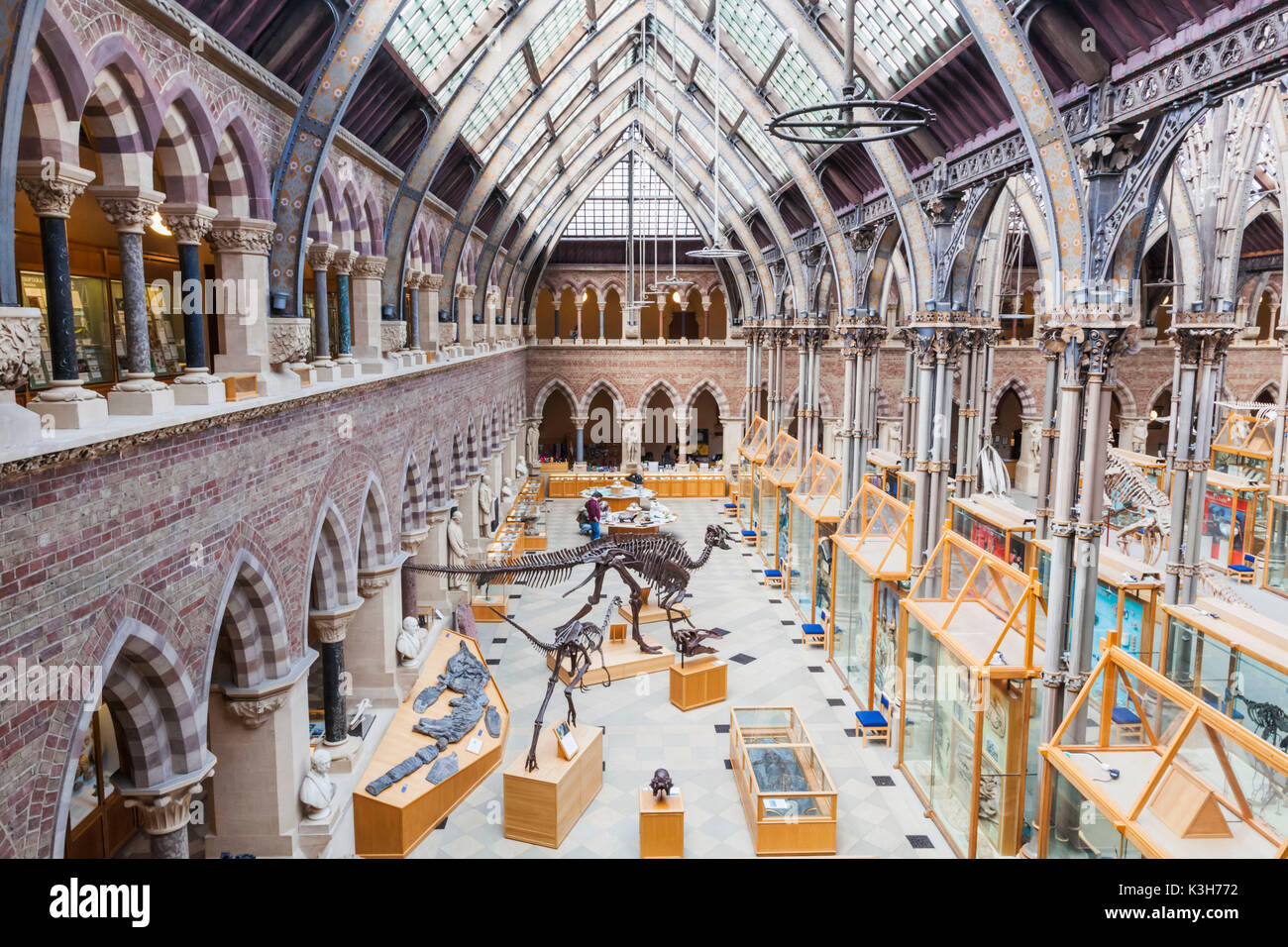 Inghilterra, Oxfordshire, Oxford, Museo di Storia Naturale, vista interna Foto Stock