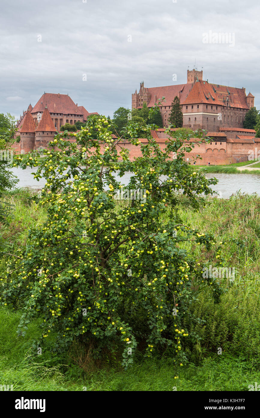 Polonia, Marienburg, castello di Malbork, patrimonio mondiale dell UNESCO, melo Foto Stock