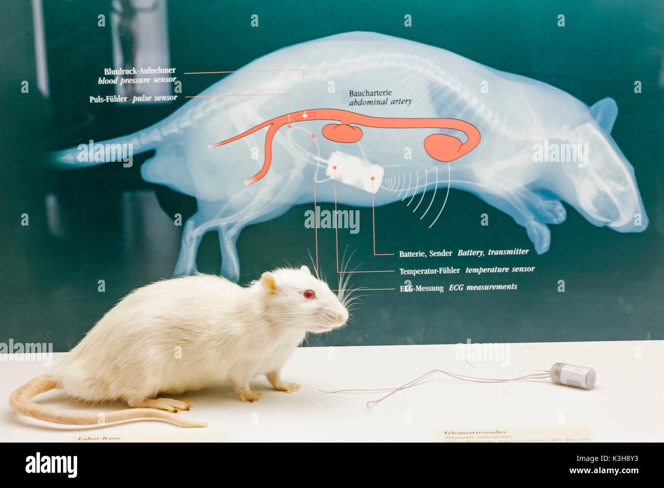 In Germania, in Baviera, Monaco di Baviera, Deutsches Museum, presentano dei test sugli animali Foto Stock
