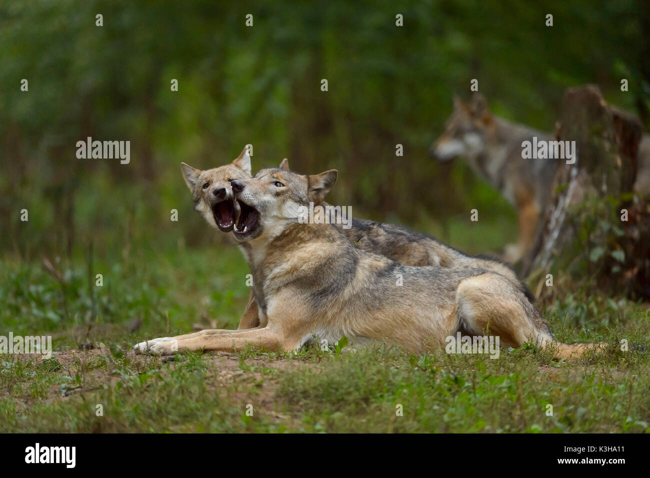 Europeo di Lupo grigio, Canis lupus lupus, Lupo con giovani, Germania Foto Stock