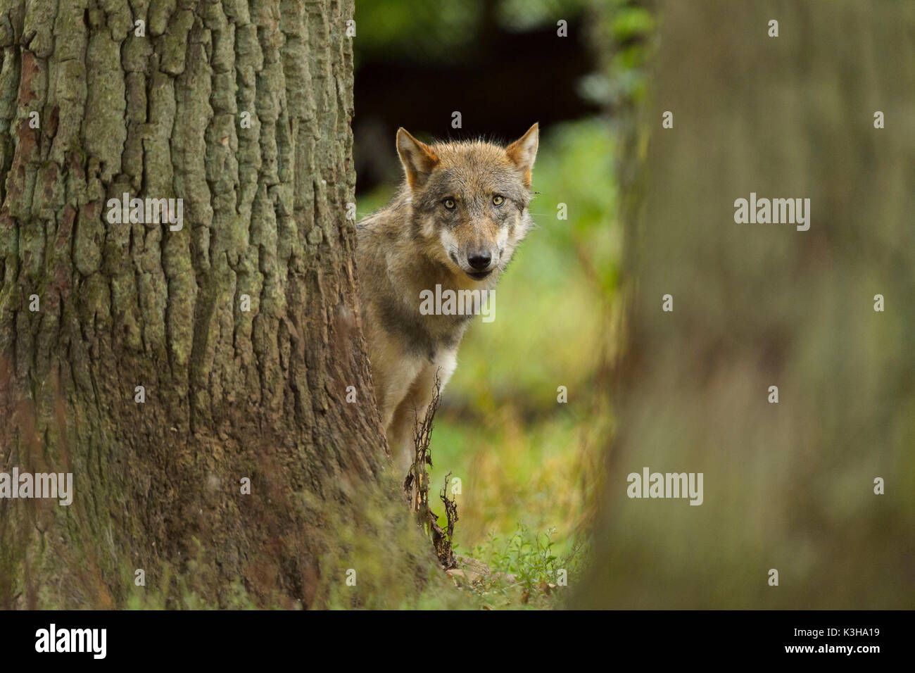 Europeo di Lupo grigio, Canis lupus lupus, Germania Foto Stock