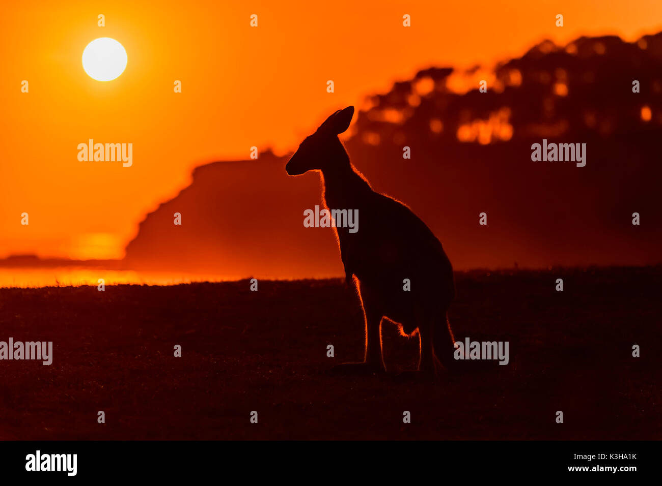 Grigio canguro, Macropus giganteus, all'alba, Murramarang National Park, New South Wales, Australia Foto Stock
