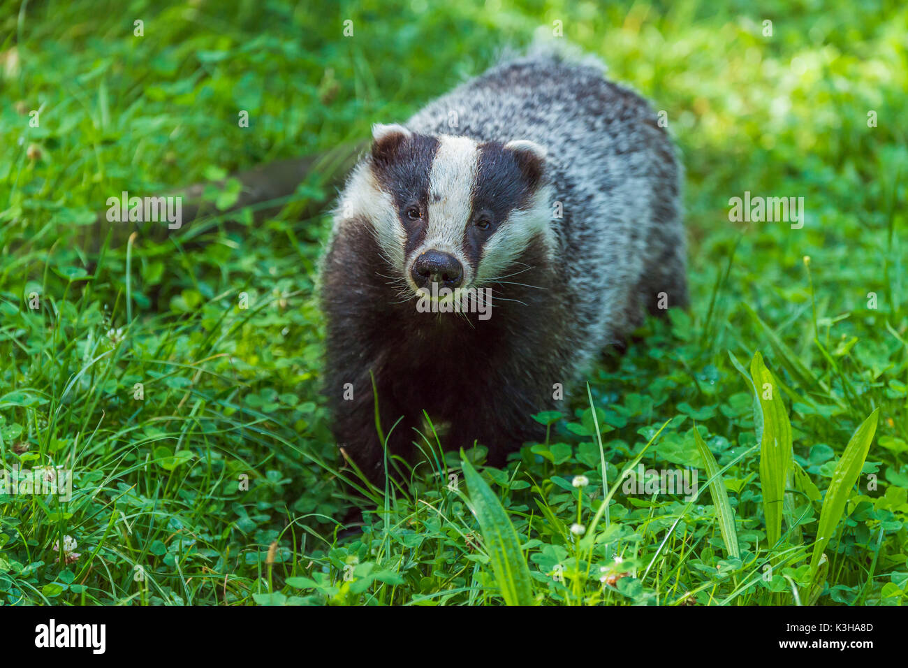Unione Badger, Meles meles, Germania Foto Stock