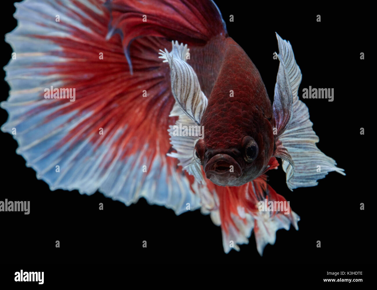 Betta pesce, siamese fighting fish 'grande orecchio mezza luna' isolato su sfondo nero in movimento belle foto macro Foto Stock