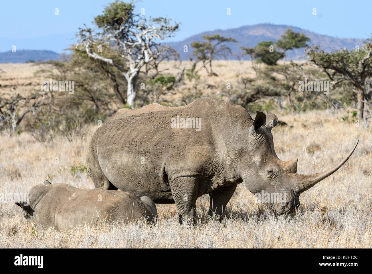 Femmina Withe meridionale rinoceronte con il suo vitello, Lewawildlife Conservancy, Kenya Foto Stock