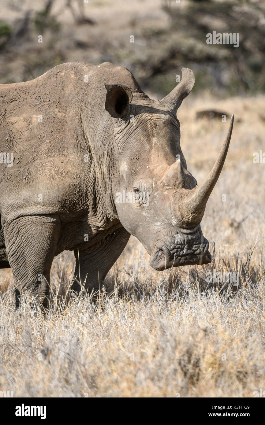 Femmina Withe meridionale rinoceronte con il suo vitello, Lewawildlife Conservancy, Kenya Foto Stock