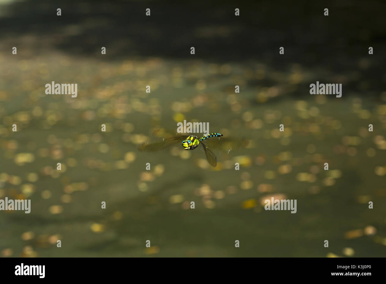 Southern Hawker Dragonfly(Aeshna cyanea) in volo Foto Stock