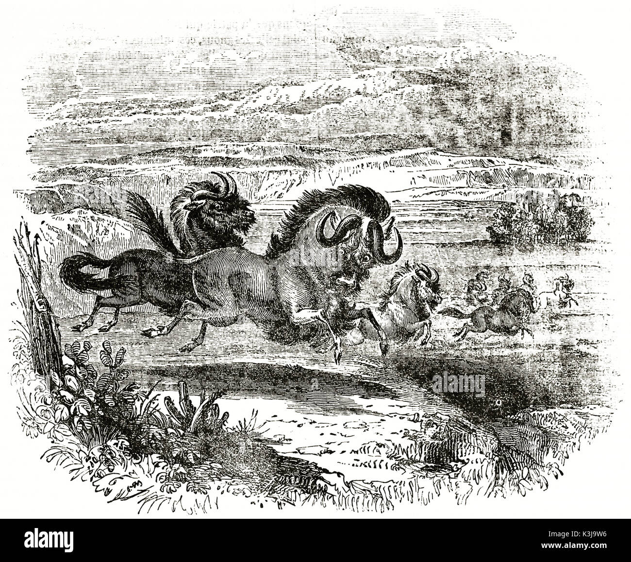 Vecchia illustrazione di wildebeests (connochaetes gnou) nel Capo di Buona Speranza pianure. da autore non identificato, pubblicato il magasin pittoresco, Parigi, 1838 Foto Stock