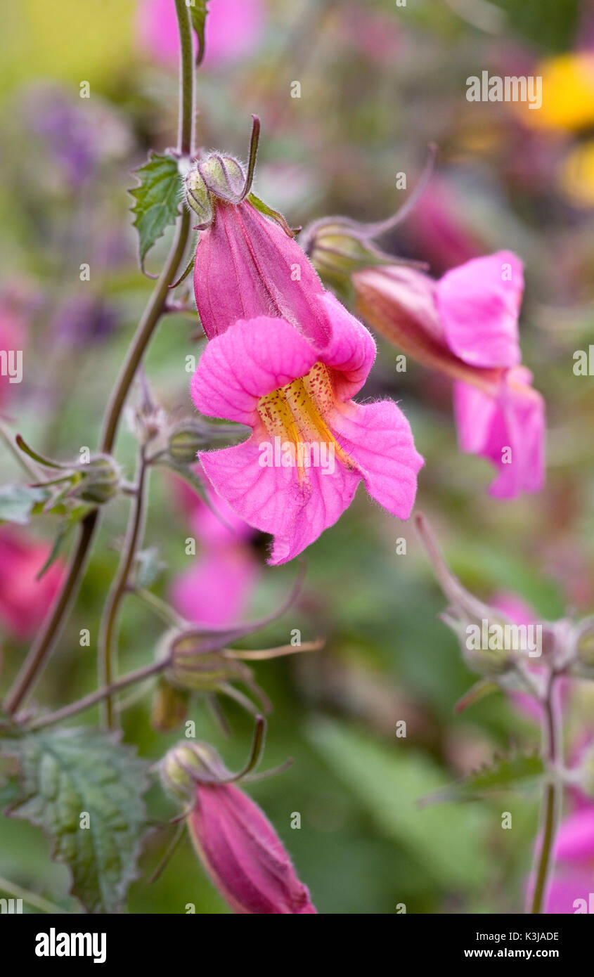 Rehmannia elata fiori. Foxglove cinese. Foto Stock
