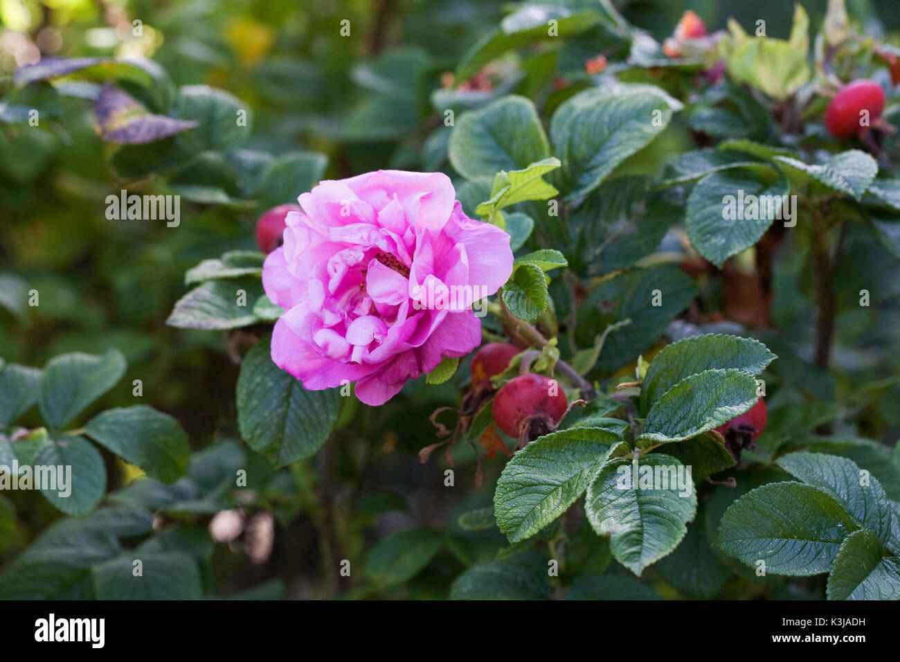 Rosa fiori rugosa e fianchi in estate. Foto Stock