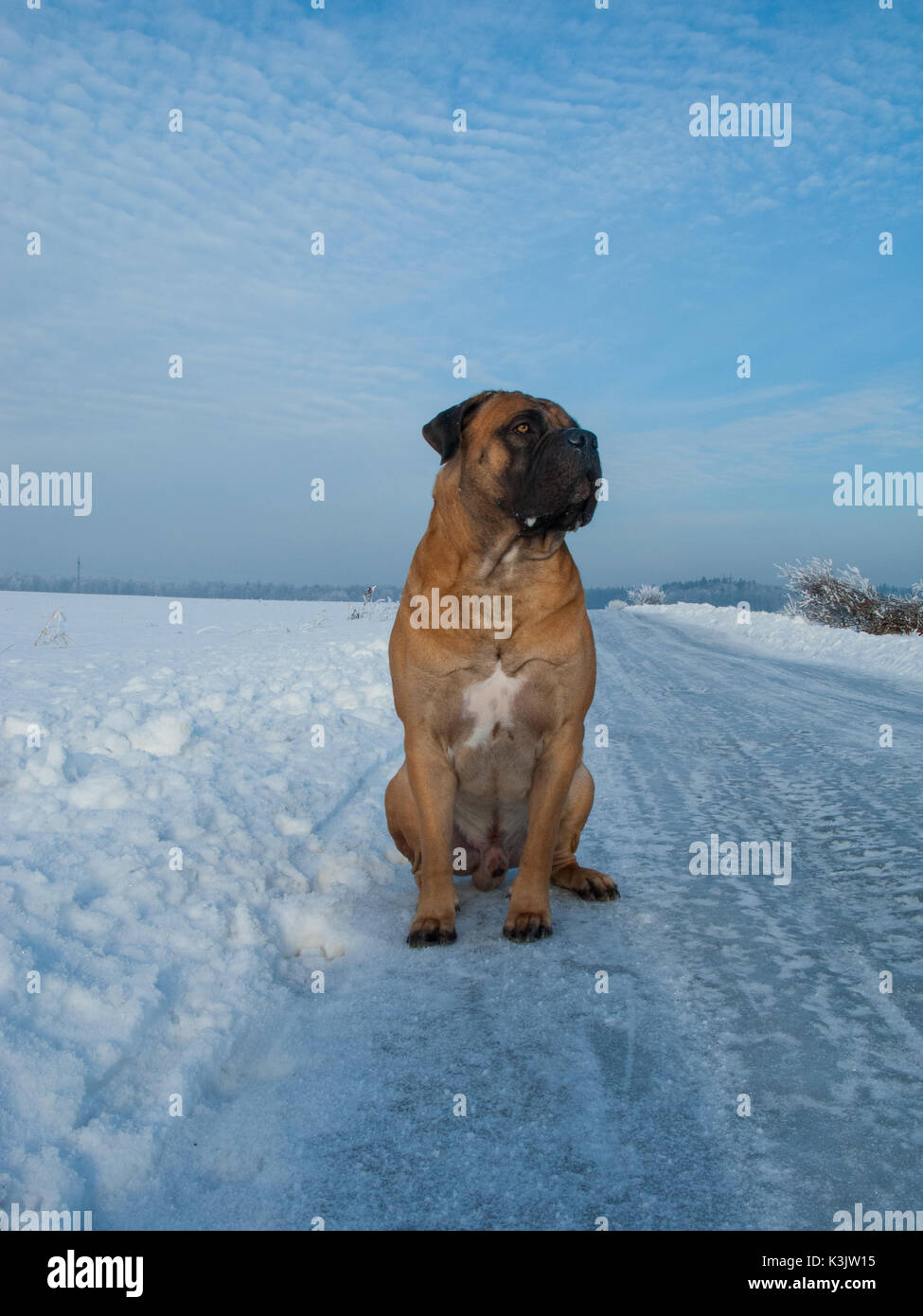 La temperatura dell'aria più di venticinque gradi sotto zero. Closeup ritratto di cane di razza rara South African Boerboel. South African Mastiff. Foto Stock