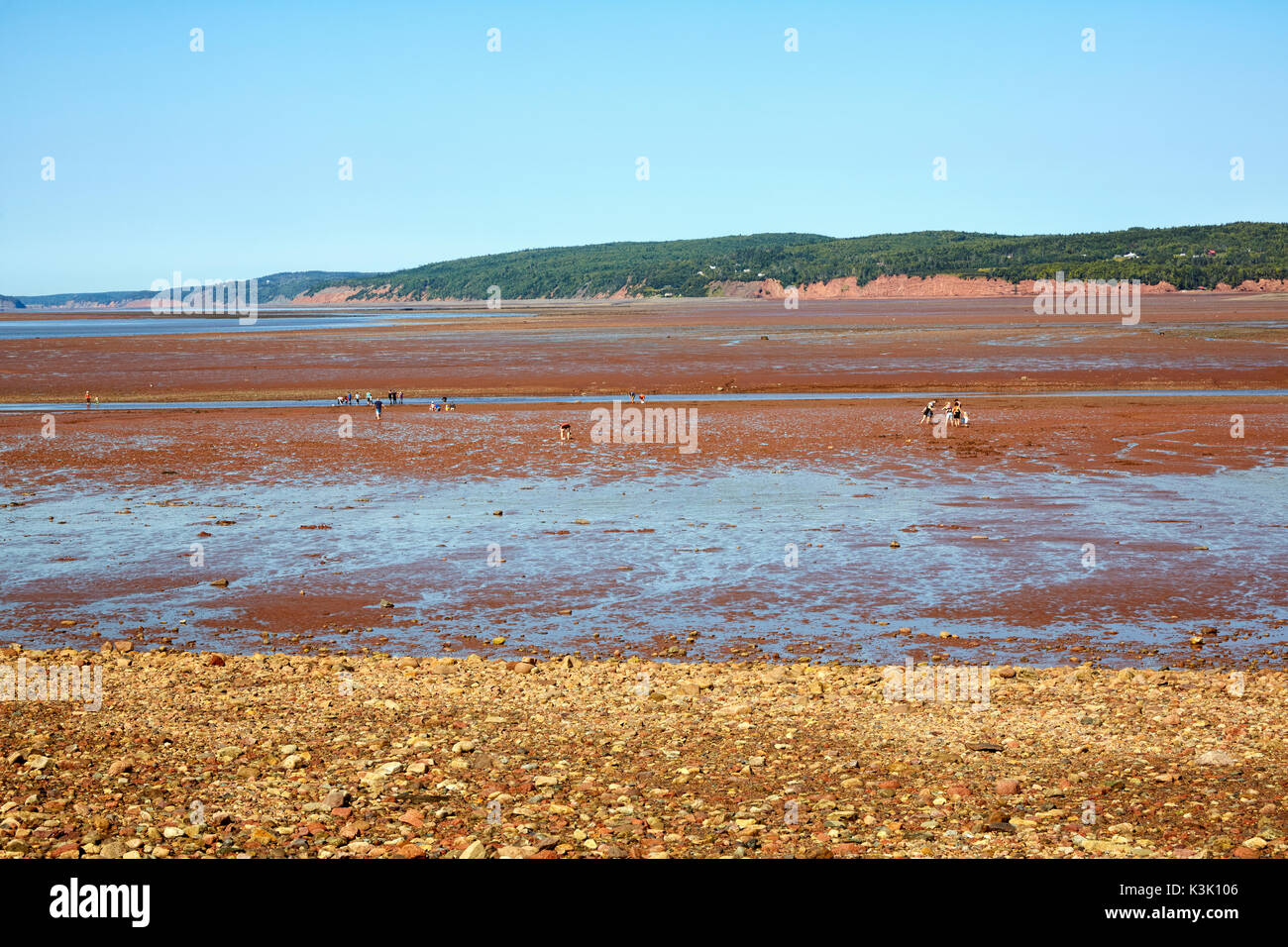 Il Clam scavando a cinque isole del Parco Provinciale e della Baia di Fundy, Nova Scotia, Canada Foto Stock