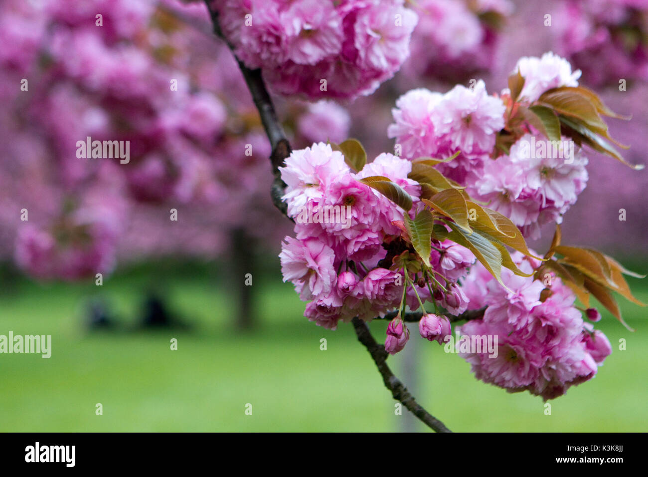 Fiori Ciliegio al Parco Sceaux, popolare con i giapponesi e asiatici europee, che venite a sedersi sotto gli alberi per celebrare Hanami, o ammirando il primo 'sakura' fiorisce Foto Stock