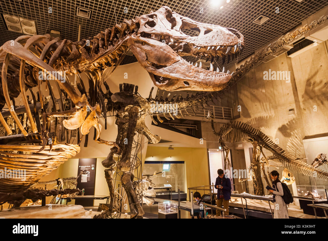 Giappone, Hoshu, Tokyo, il parco Ueno, il museo nazionale della scienza e natura, mostre di dinosauro Foto Stock