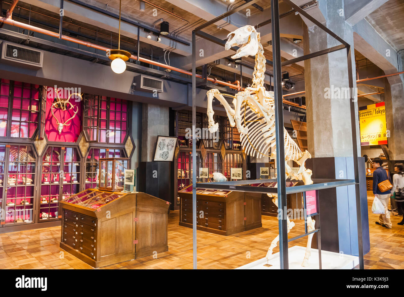 Giappone, Hoshu, Tokyo, il parco Ueno, il museo nazionale della scienza e natura, mostre, Scheletro, Foto Stock