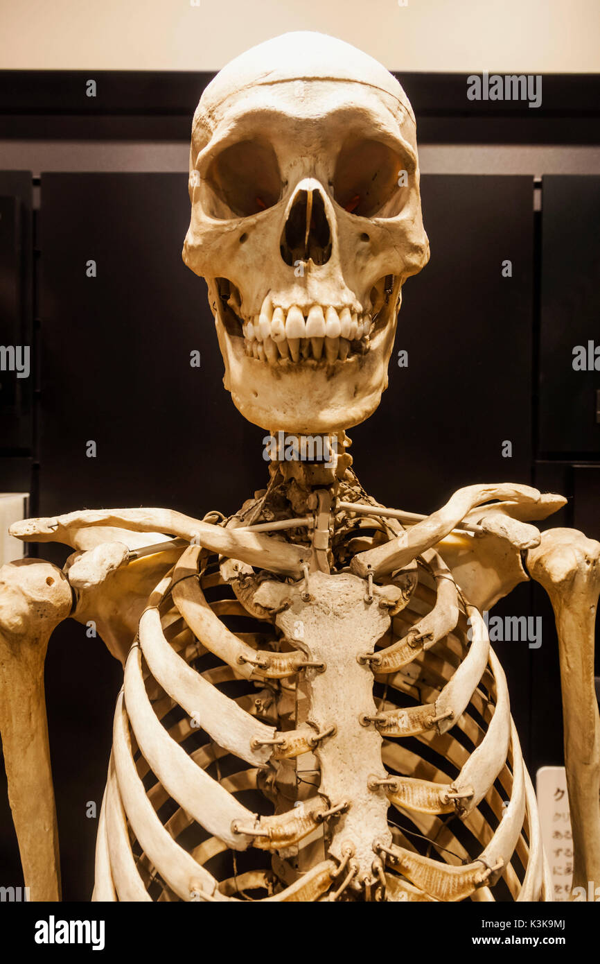 Giappone, Hoshu, Tokyo, il parco Ueno, il museo nazionale della scienza e natura, mostre di scheletri di Jomon persone Foto Stock