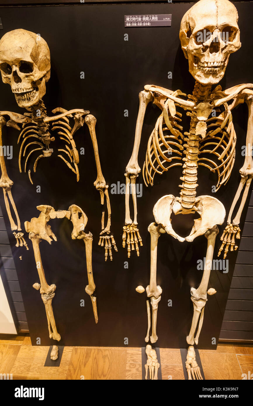 Giappone, Hoshu, Tokyo, il parco Ueno, il museo nazionale della scienza e natura, mostre di scheletri di Jomon persone Foto Stock