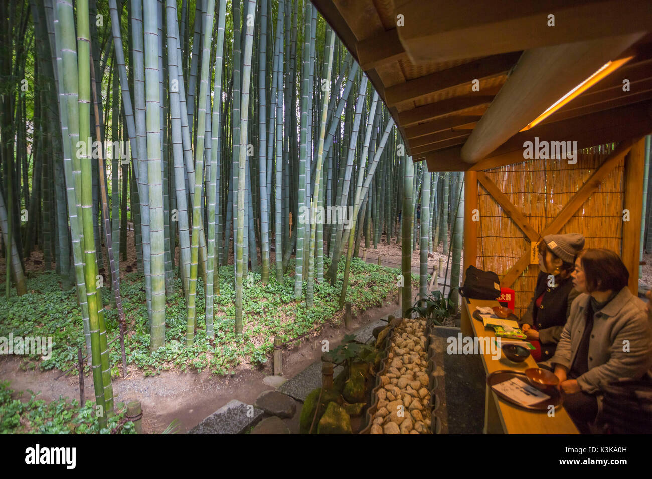 Giappone, città di Kamakura, Hokoku-ji, foresta di bamboo Foto Stock