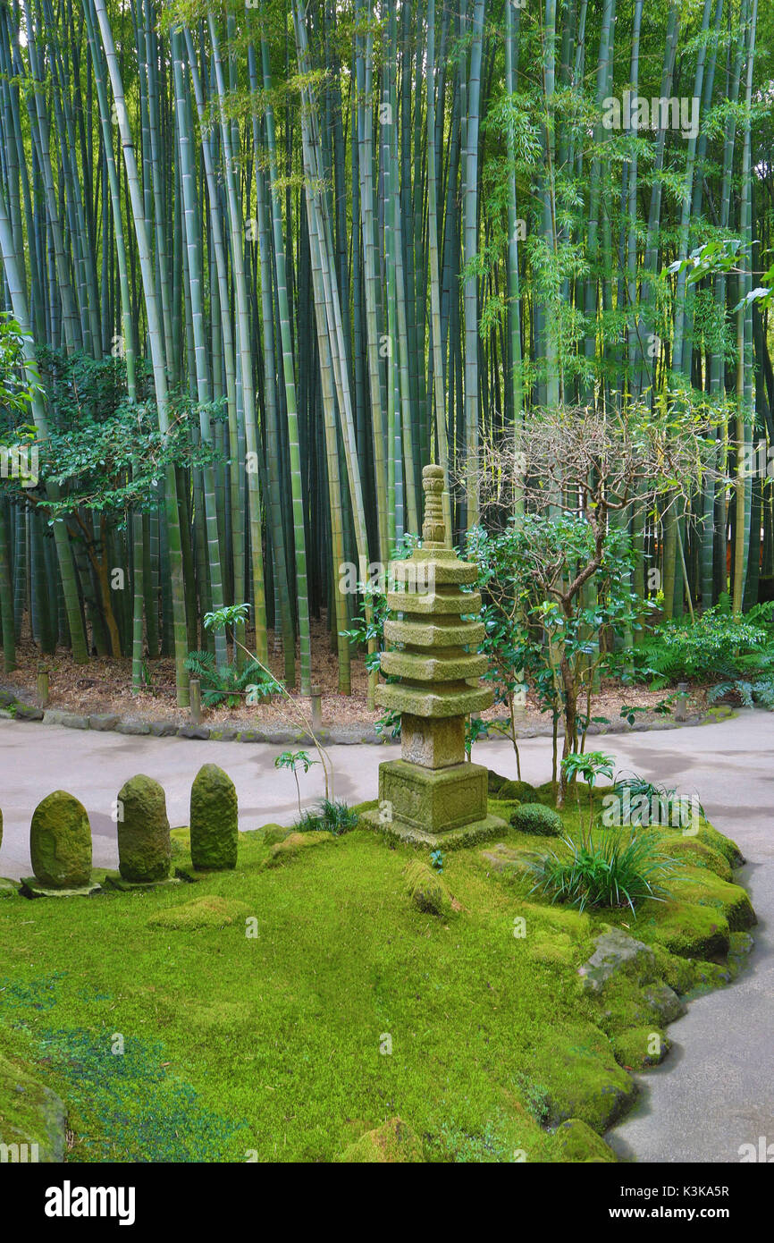 Giappone, città di Kamakura, Hokoku-ji, Foresta di Bamboo Foto Stock