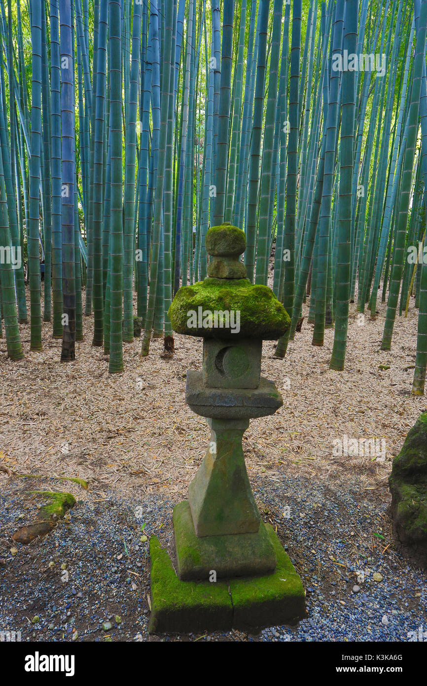 Giappone, città di Kamakura, Hokoku-ji, foresta di bamboo Foto Stock