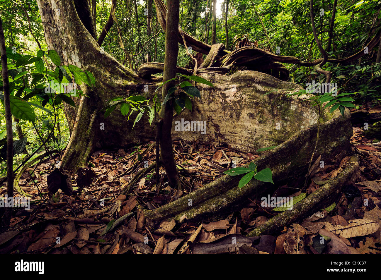 Albero tropicale con grande radice dell'antenna nella fitta giungla di Sumatra, Indonesia. Foto Stock