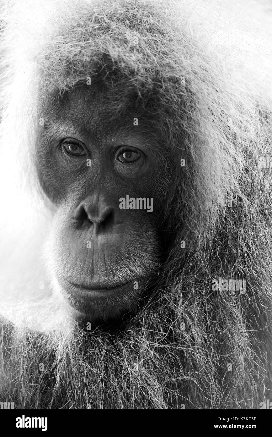 Orang Utan ritratto nella giungla di circa Sumatra in bianco e nero. Foto Stock