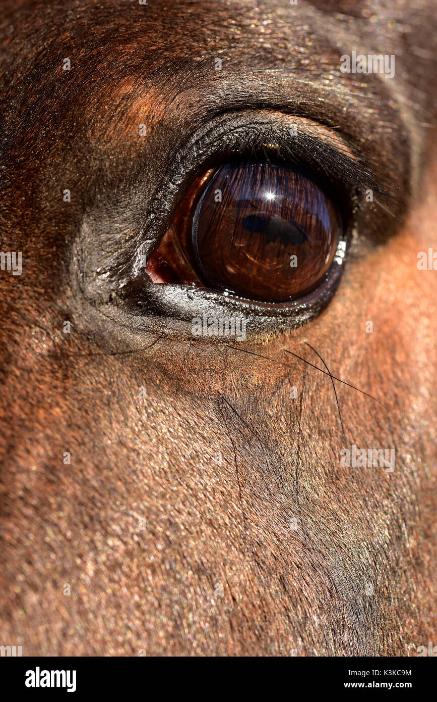Horse's eye con immagine speculare del sole Foto Stock