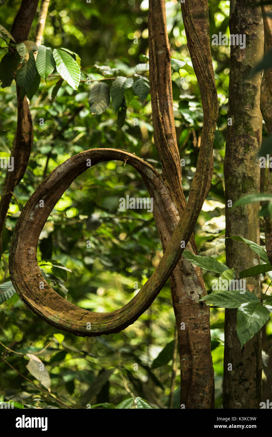 La sinuosa liana nella giungla di Bukit Lawang, Sumatra Foto Stock