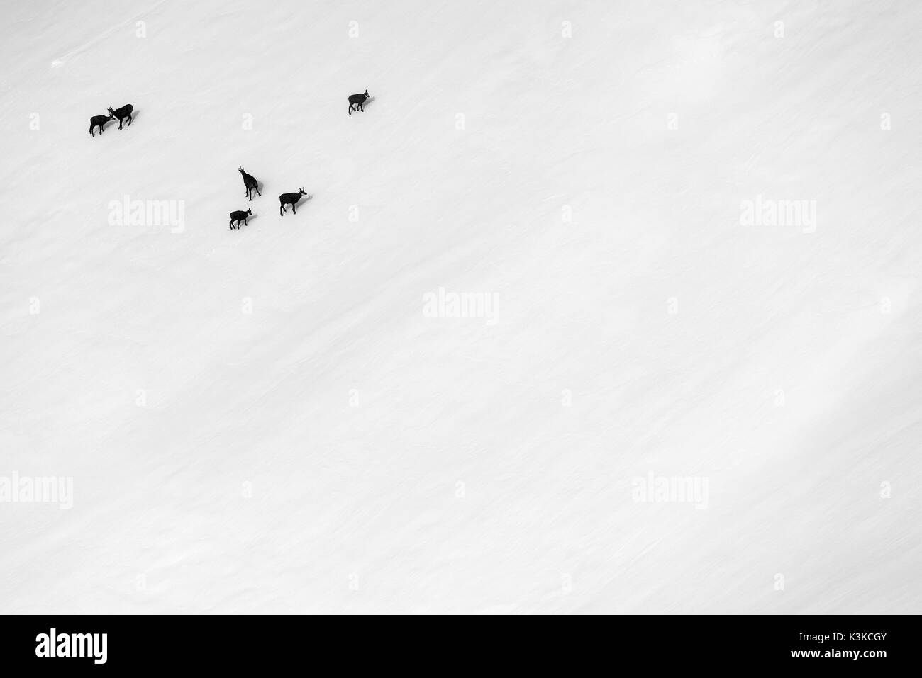 Un gruppo di camosci in cattive condizioni atmosferiche in inverno in una montagna di Soierngruppe nel Karwendel. Foto Stock